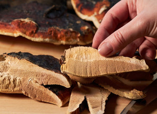 Mushroom 101: Chaga