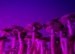 What Are "Magic" Mushrooms?