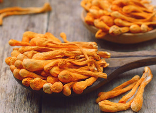 Mushroom FAQ: What are Cordyceps? - Nummies