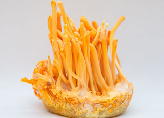 Fresh Organic Cordyceps bunch laying on a table