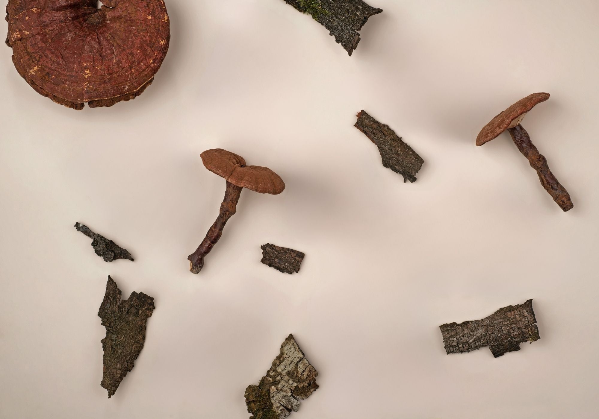 How Mushrooms Can Help with Stress and Anxiety