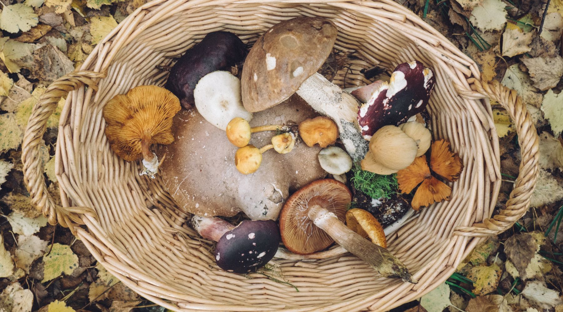 4 Methods for Boosting Your Immune System with Mushrooms - Nummies