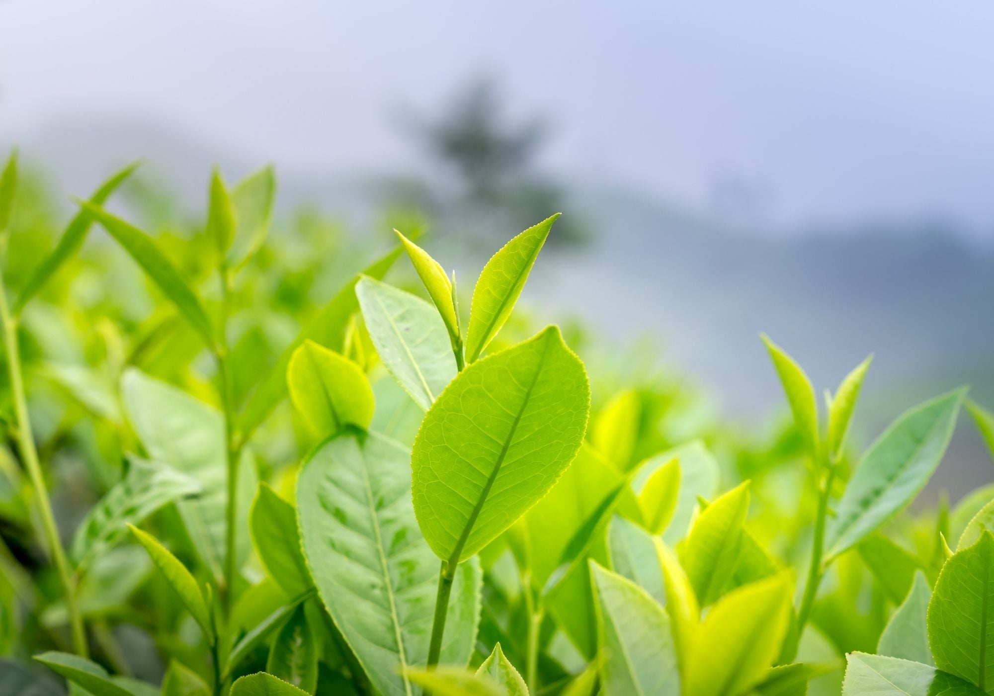 Adaptogens to Help you Relax Gaba and L-Theanine