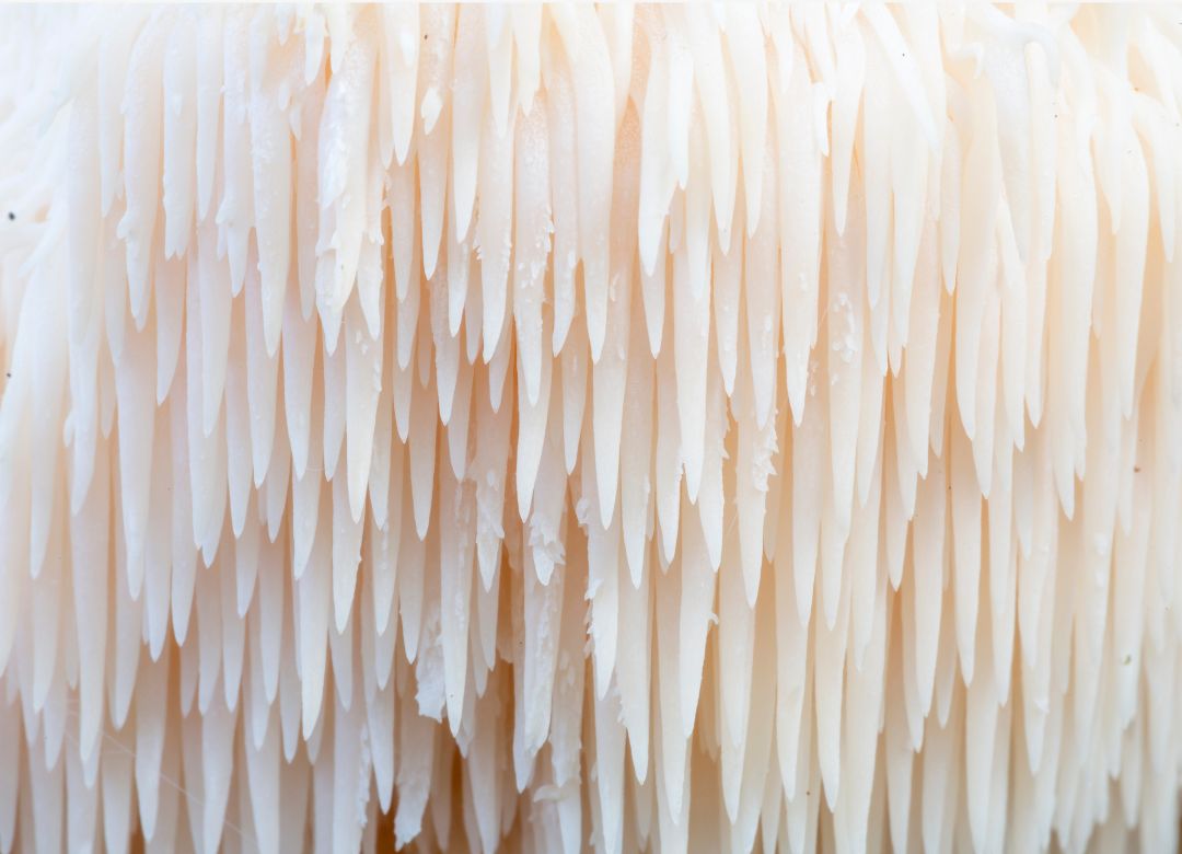 Mushroom 101: Lion's Mane