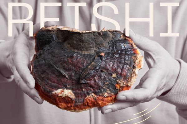 Mushroom 101: Reishi