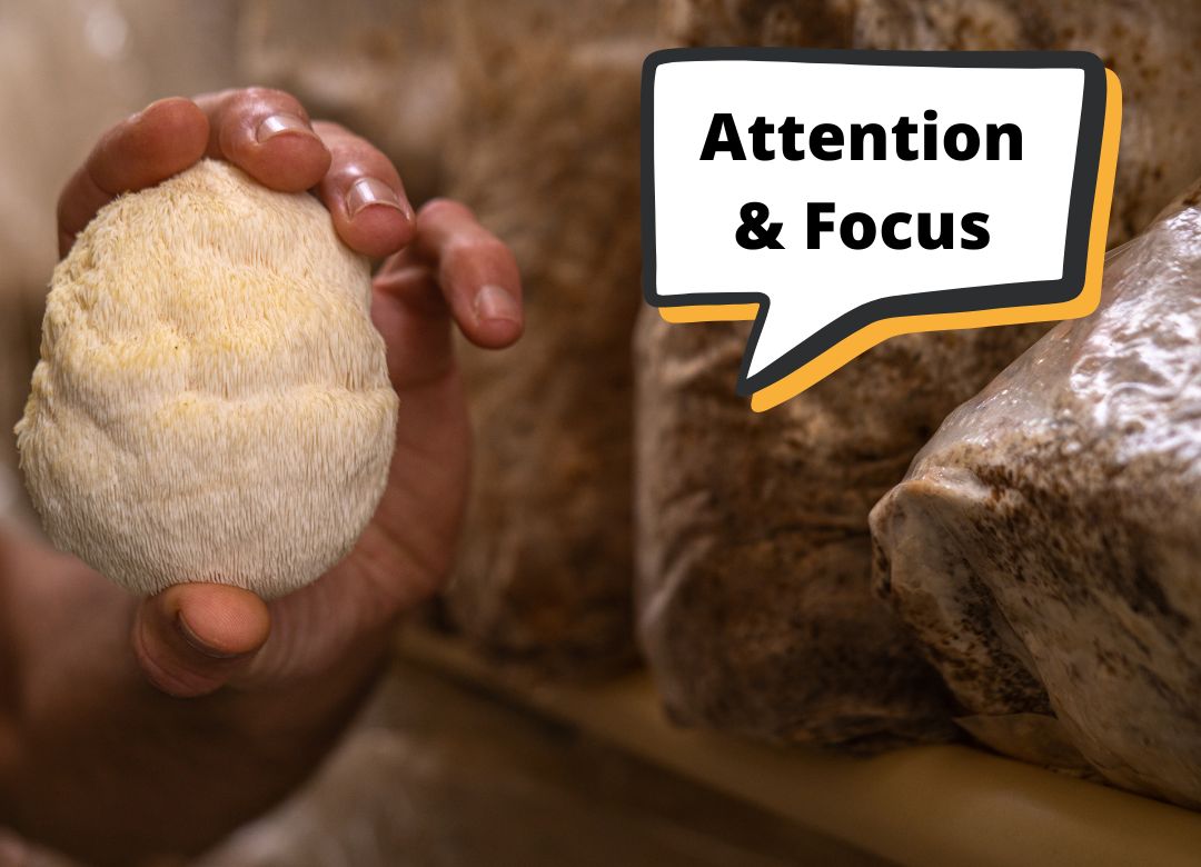 Lion's Mane Mushroom for Focus and Attention