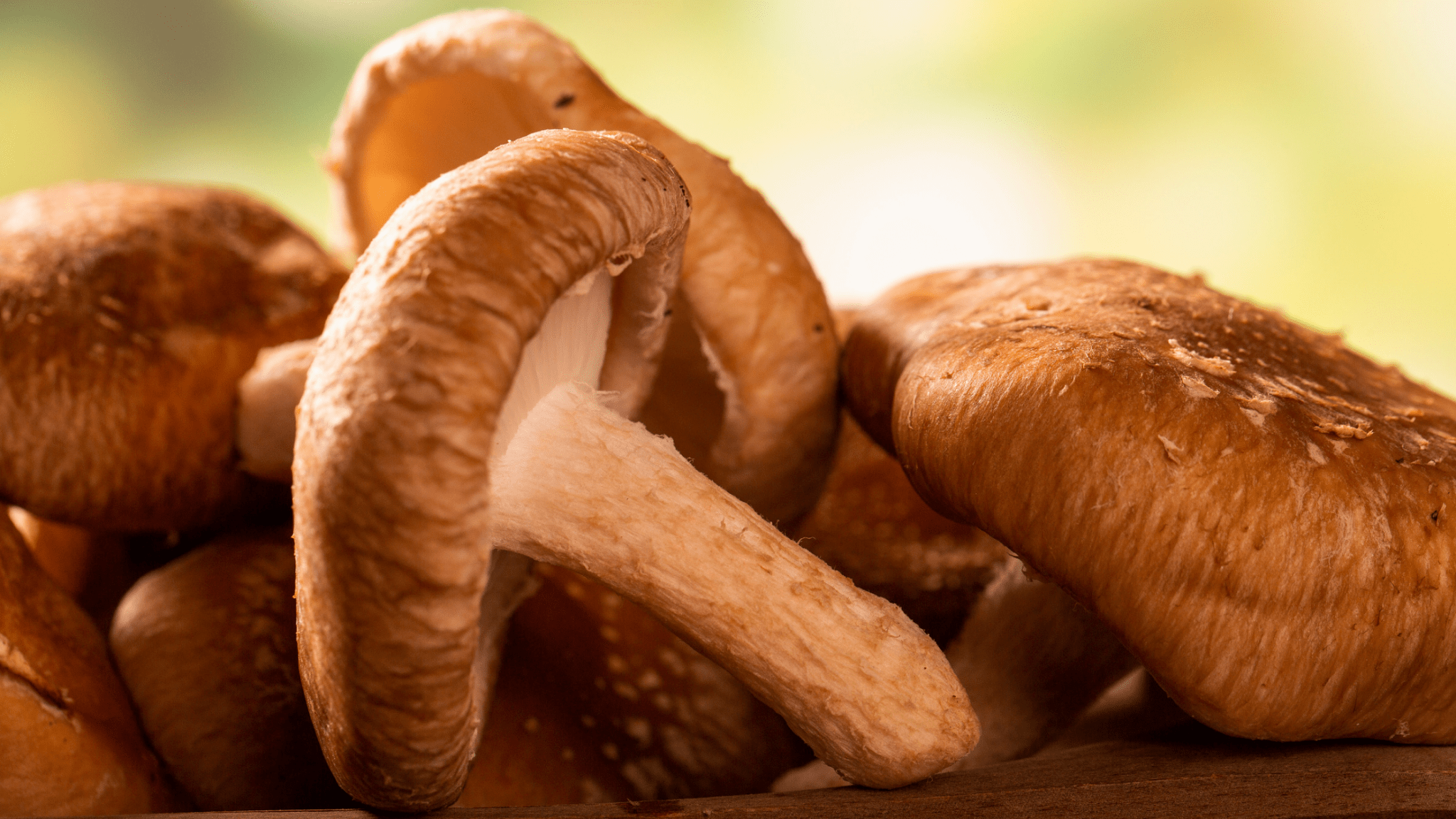 Mushroom Magic: your 2024 Ultimate Guide to a stronger Immune System - Nummies