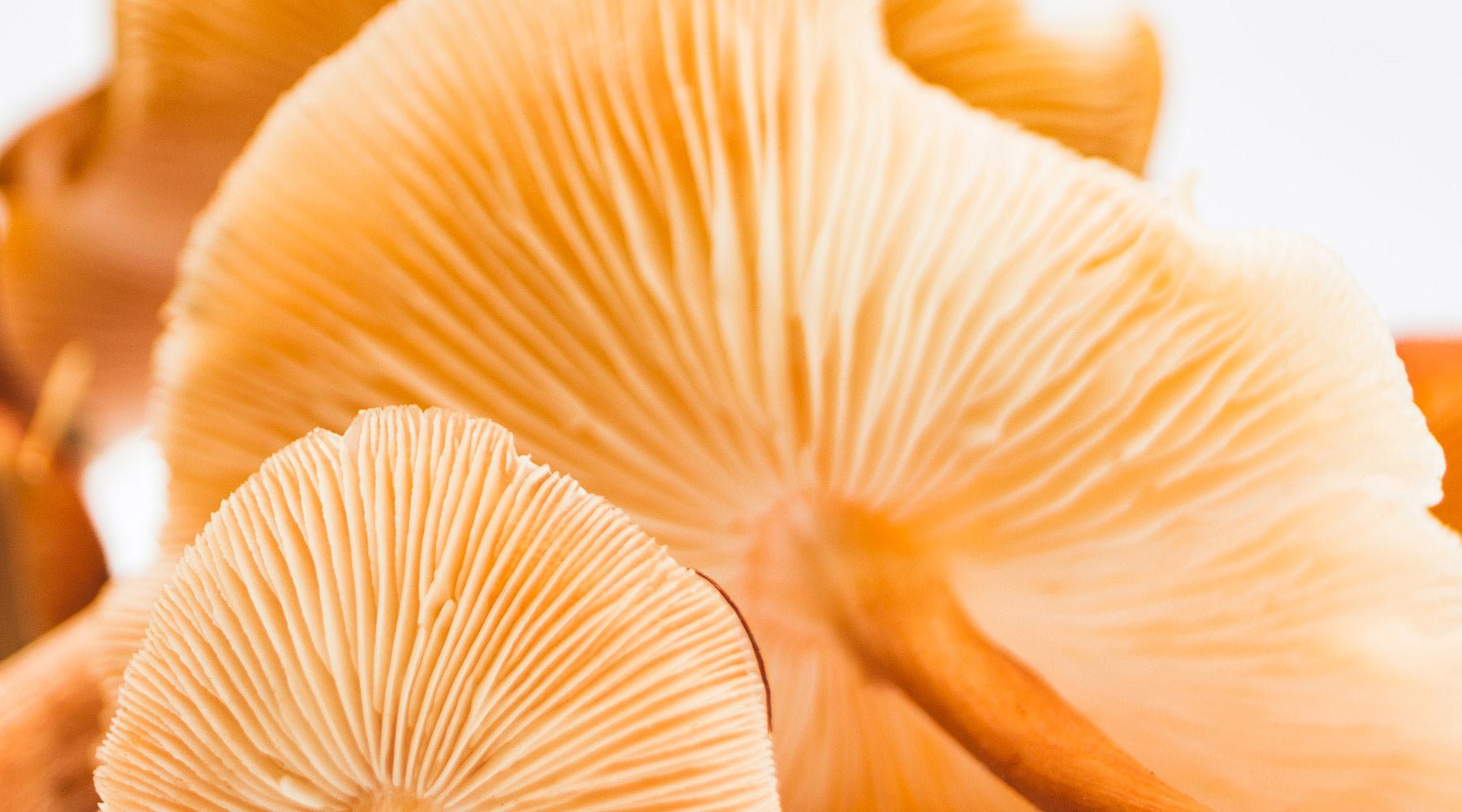 The Benefits of Functional Mushrooms - Nummies