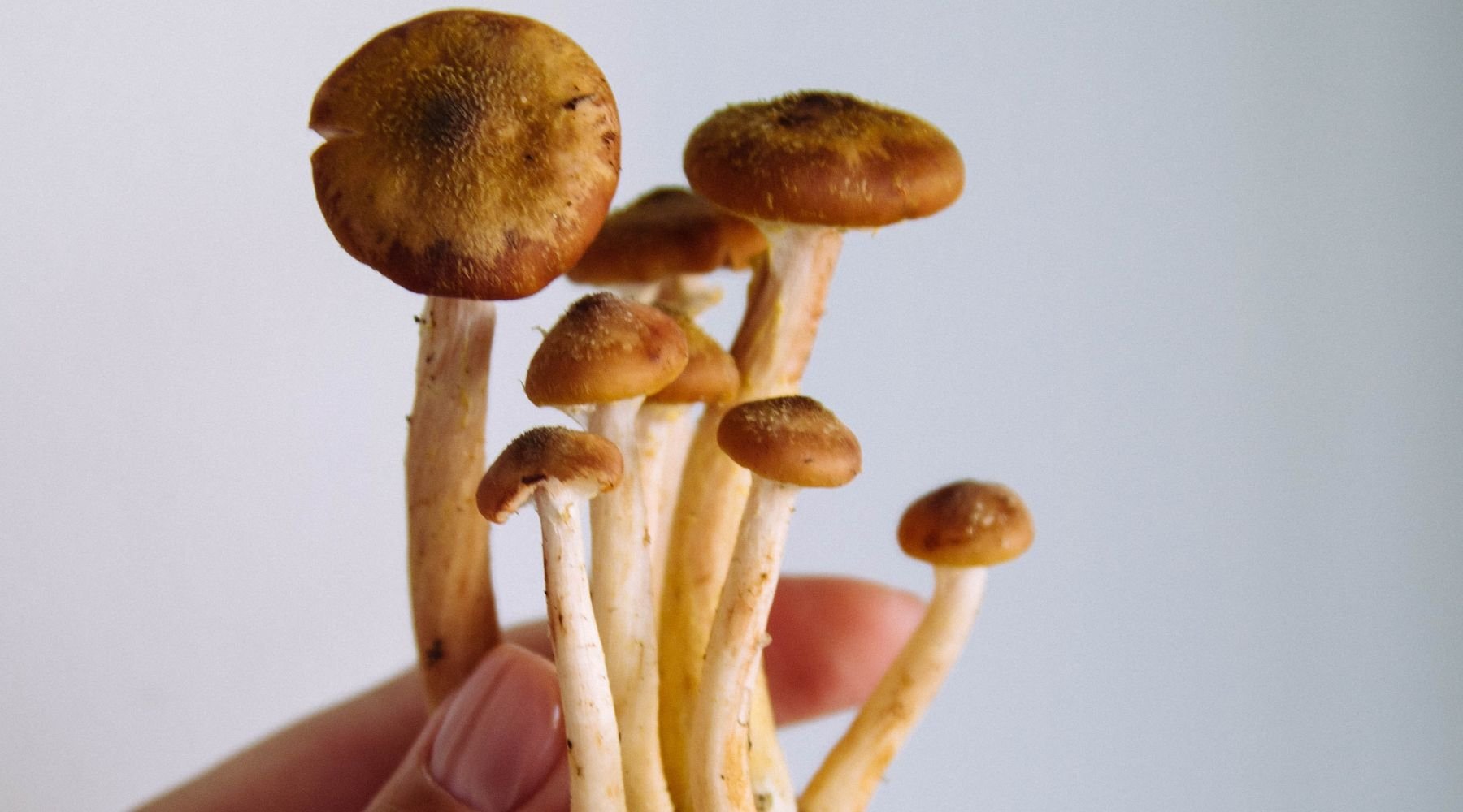 The Top 10 Functional Mushroom Vitamins for Boosting Your Immune System - Nummies