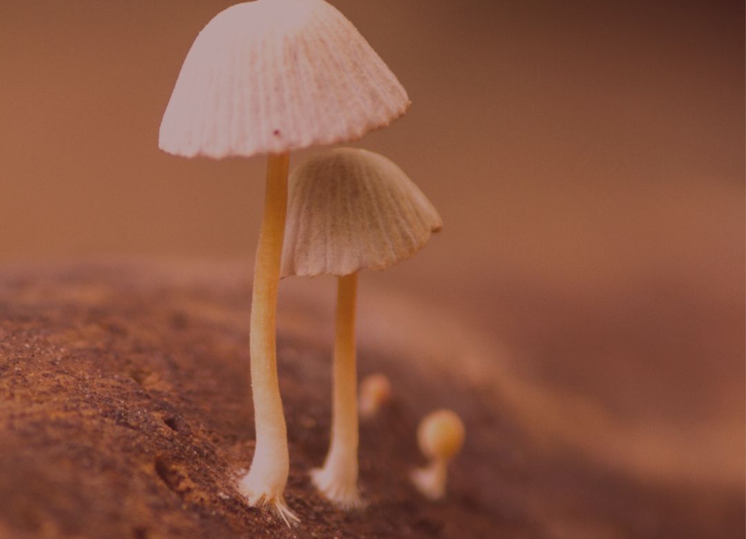Understanding How Mushrooms are Good for Your Health, Connect Ecosystems, and Protect Our Planet - Nummies