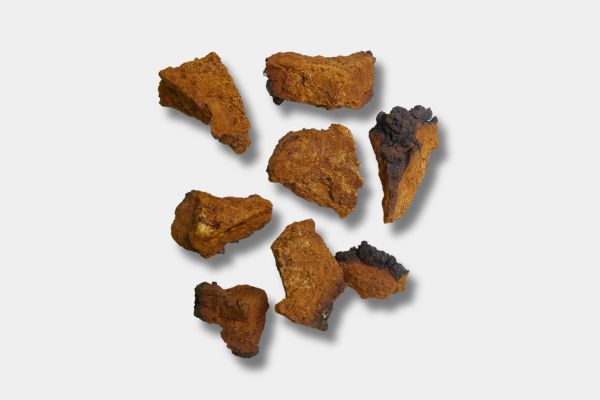 Chaga