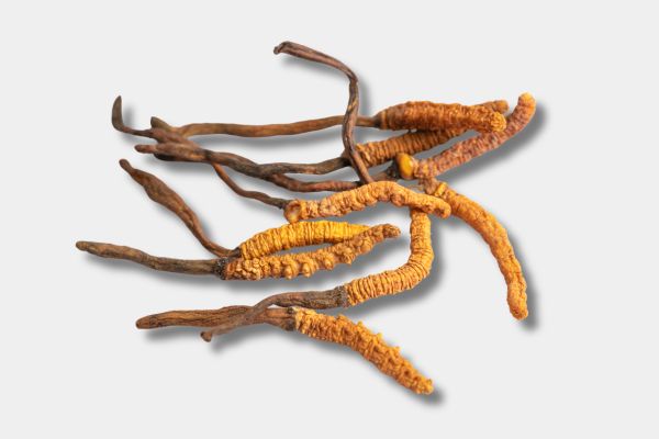 Cordyceps