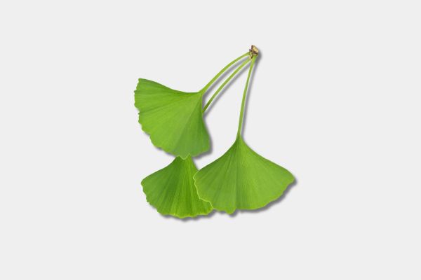 Ginkgo Biloba