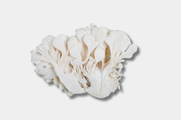 Maitake