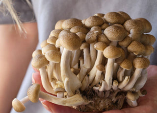 Woman holding functional mushrooms on her hand to represent nature and organic