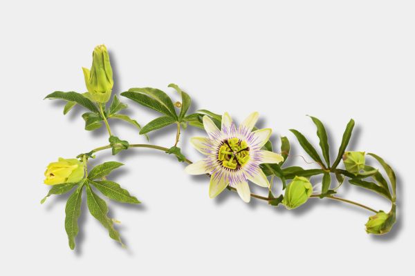 Passionflower