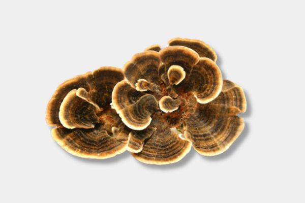 Turkey Tail